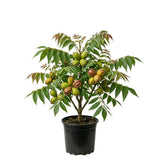 2 Pecan Tree Live Plant, Hardy Pecan Nut, 8-10 Inches Tall, Cold Hardy Nut Tree for Garden