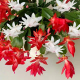 Live Christmas Cactus Plant, Red and White Flowers, Holiday Succulent in 6 Inch Pot for Indoor or Outdoor Growing