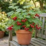 Thimbleberry Raspberry Plant Live, Thimbleberry Live Plant, 4 Inches Pot, 3-5 Inches Tall, Sweet Red Summer Fruit for Containers and Outdoor Gardens