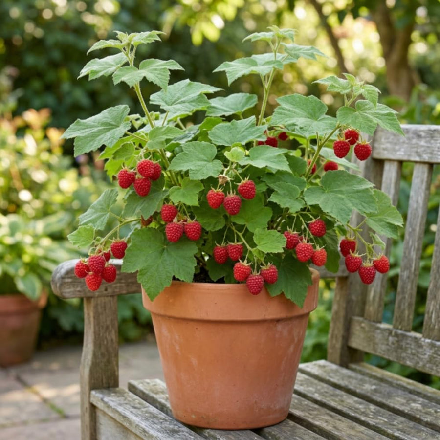 Thimbleberry Raspberry Plant Live, Thimbleberry Live Plant, 4 Inches Pot, 3-5 Inches Tall, Sweet Red Summer Fruit for Containers and Outdoor Gardens