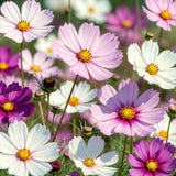 Set of 1000 Mix Cosmos Flower Seeds, Cosmos Flower Plant, Colorful Blooming for Outdoor Gardening