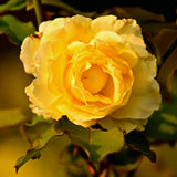 Fragrant Sunrosa Rose Bushes Plant Live, Gold Yellow Rose Climbing Flower Trees, Bright Golden Yellow Live Roses Bushes Bare Root Ready to Plant, 5-10 Inc Tall