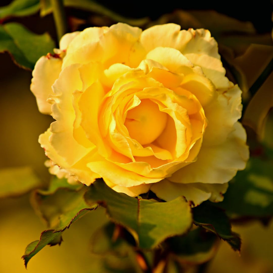 Fragrant Sunrosa Rose Bushes Plant Live, Gold Yellow Rose Climbing Flower Trees, Bright Golden Yellow Live Roses Bushes Bare Root Ready to Plant, 5-10 Inc Tall