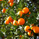 Grafted Sweet Orange Tree Live, 3 to 4 Feet Tall Citrus Fruit Tree for Outdoor Planting