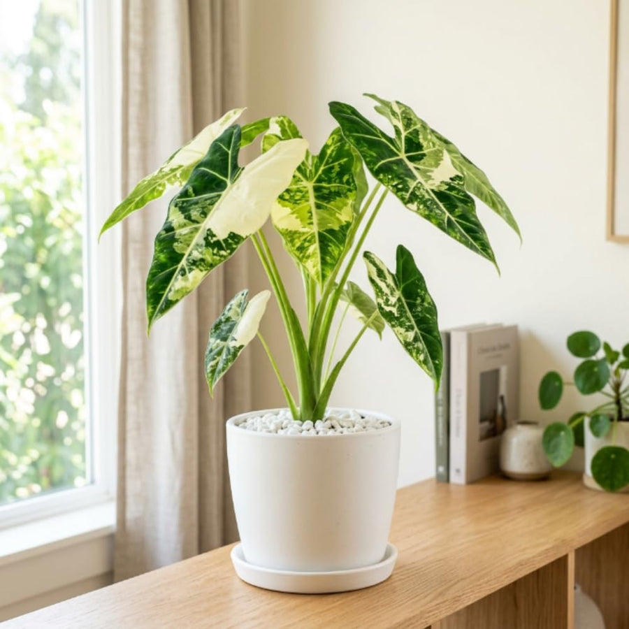 Alocasia Live Plant, Variegated Alocasia Plant, 5 to 7 Inches Tall, Rare and Hardy Houseplant for Home and Office Decoration
