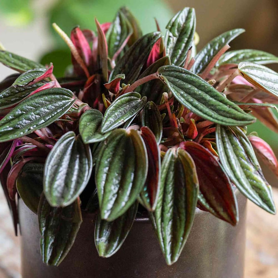 Peperomia Live Plant in 4" Pot, Easy-Care Indoor Trailing Houseplant Succulent Live (Red Green Peperomia)