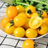 Lot 4 Tomato Plants Live for Planting Outdoors, Large and Juicy Tomatoes, Well Rooted, 6 to 8 Inch - Sun Sugar Tomato