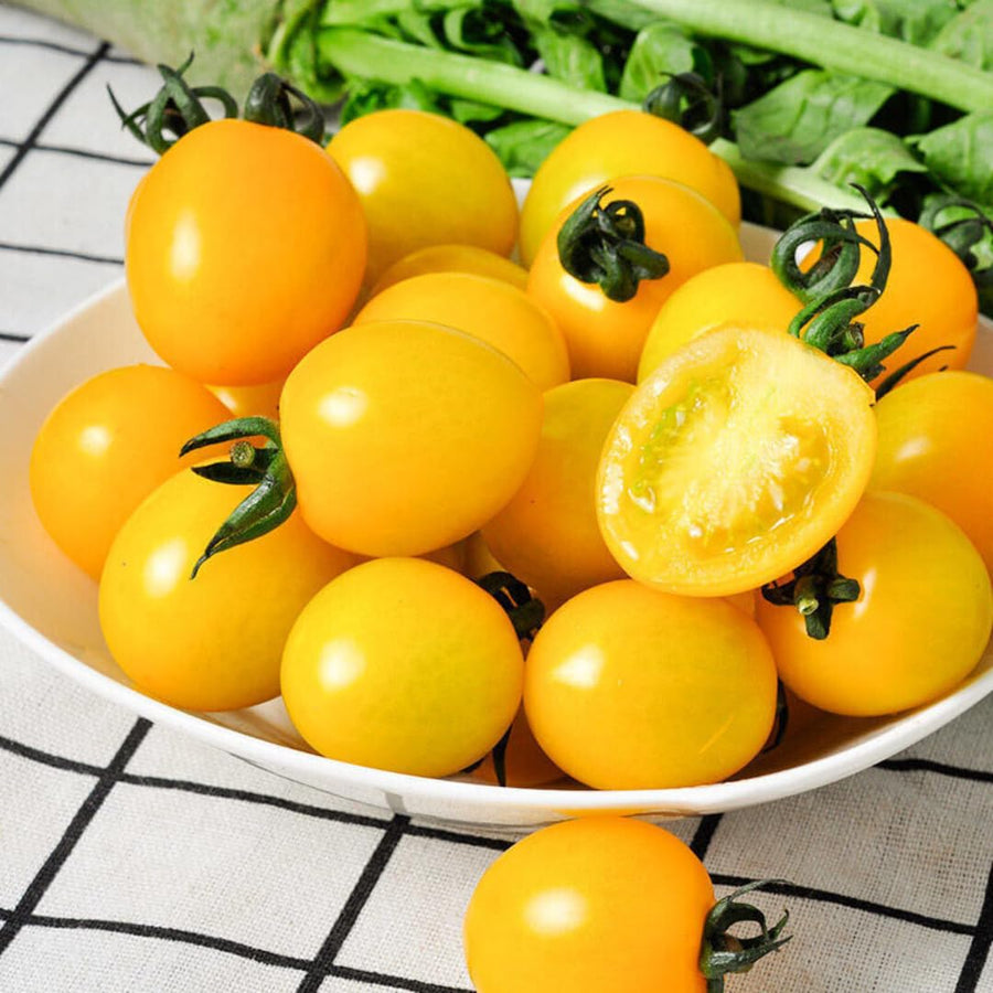 Lot 4 Tomato Plants Live for Planting Outdoors, Large and Juicy Tomatoes, Well Rooted, 6 to 8 Inch - Sun Sugar Tomato