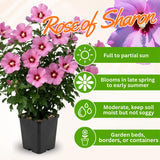 Pink Rose of Sharon Plant in Quart Pot, Hardy Hibiscus Flowering Shrub, Vibrant Outdoor Althea Plants, Fast-Growing Perennial