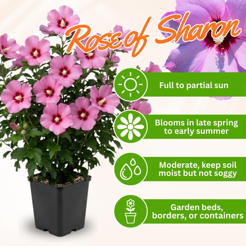 Pink Rose of Sharon Plant in Quart Pot, Hardy Hibiscus Flowering Shrub, Vibrant Outdoor Althea Plants, Fast-Growing Perennial
