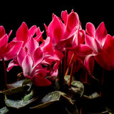 Live Red Cyclamen Plant, Cyclamen Flower Live Plant, Hardy Indoor Flowering Houseplant 5-7 Inches Tall,Ready to Grow