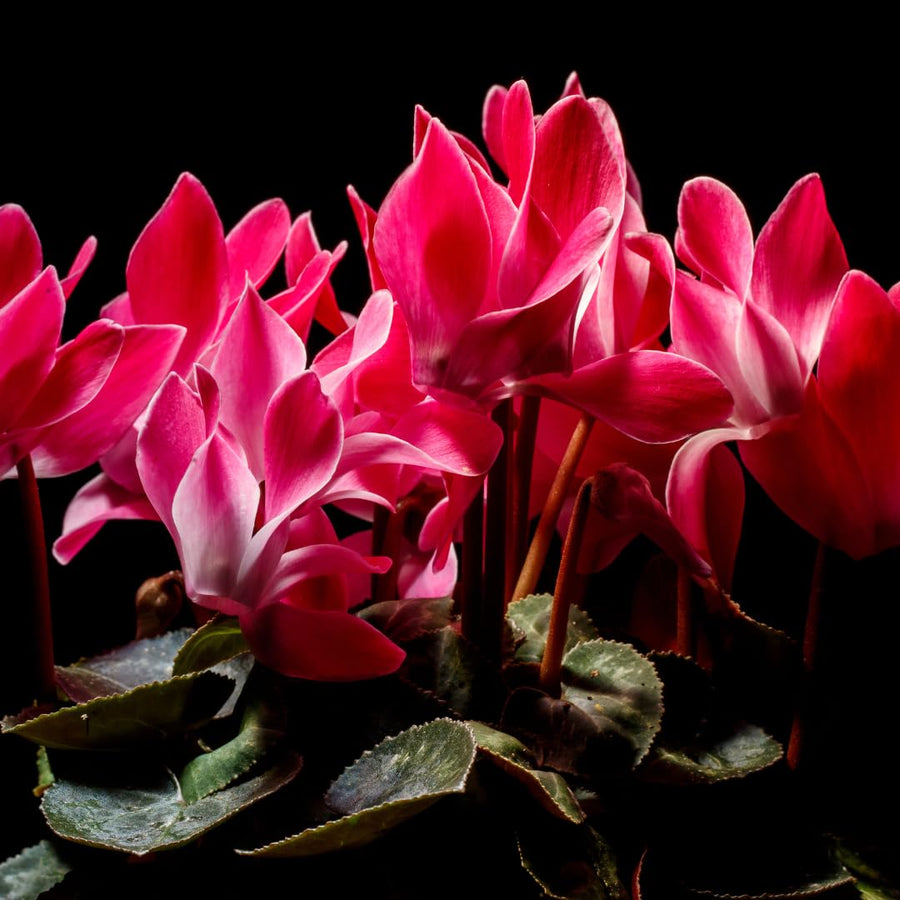 Live Red Cyclamen Plant, Cyclamen Flower Live Plant, Hardy Indoor Flowering Houseplant 5-7 Inches Tall,Ready to Grow