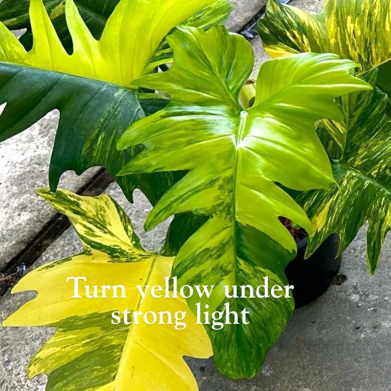 2 Rare Philodendron Live Plants Varieties Collection, Philodendrons Plants Size 5-9 Inc for Indoor Houseplant Décor, Ornamental Tropical Well-Rooted (Green Beauty Philodendron Plants)