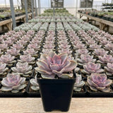 Purple Echeveria Live Plant, Echeveria Succulent Plant in 4 Inch Pot, Easy Care Succulent for Indoor Outdoor Houseplant