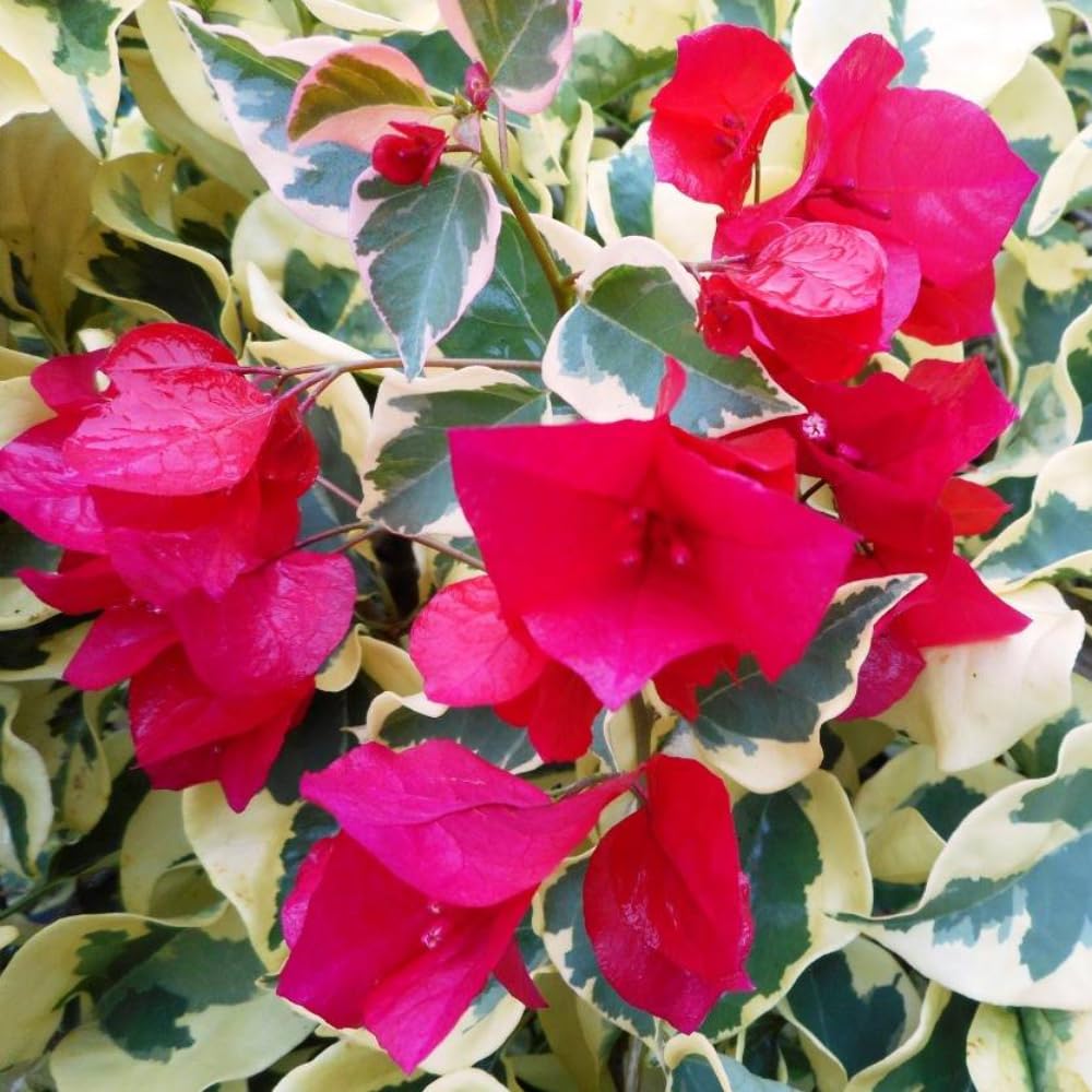 Set of 2 Trailing Bougainvillea Plants Live, Bougainvillea Flowering Vines, 5-9” Tall, Well-Rooted (Raspberry Ice Bougainvillea)