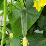 Live Green Cucumber Plant Live, Cucumber Vegetable Plant, 6-8 Inches Tall in 4 Inch Pot, Vine Vegetable Plants for Garden Beds and Containers
