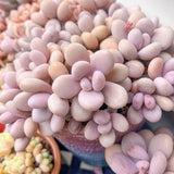 Succulent Plant Live, Live Indoor Outdoor Succulent Plant, 2 Inch Pot, Low-Maintenance Decorative Houseplant (Pink Succulent)