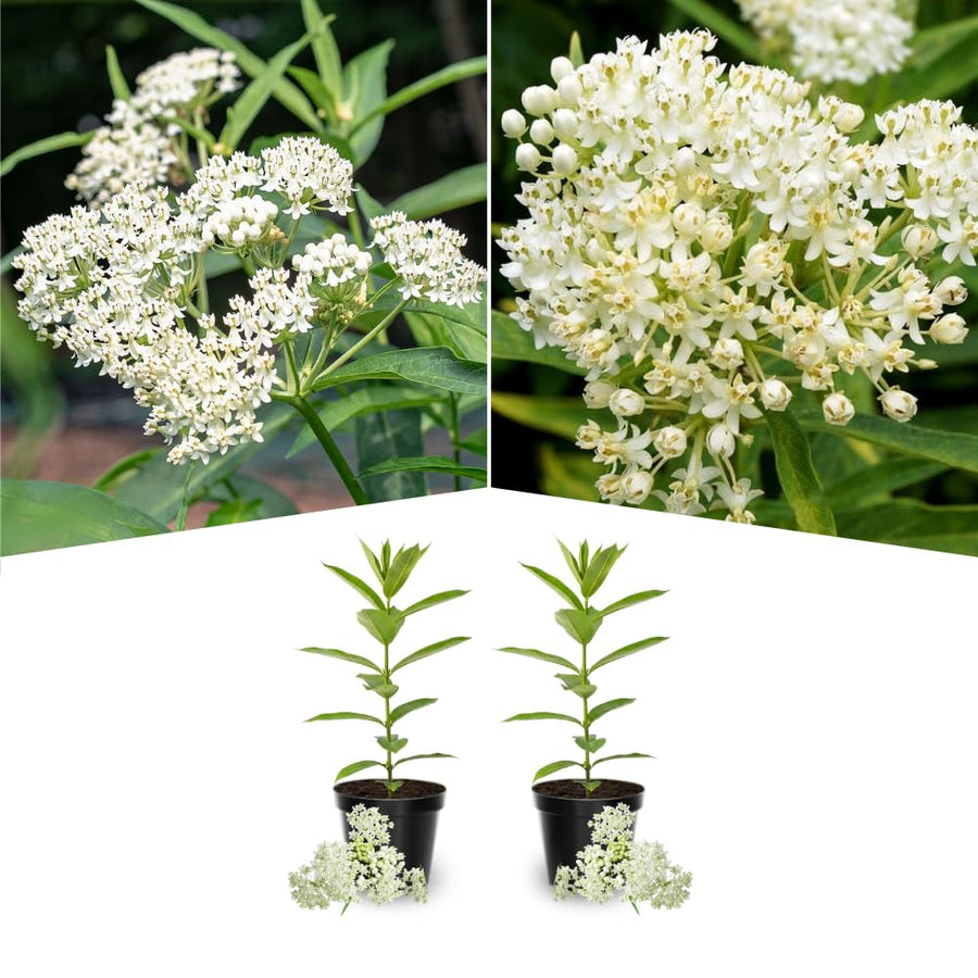 2 Mikweed Live Plants, Asclepias Tuberosa Perennial Flowers Plants, Tropical Butterfly Milkweeds 4-8 Inch for Outdoor Garden (White)