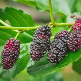 Dwarf Mulberry Plant Live for Planting 6 to 10 Inch Tall, in 3.5" Pot, Everbearing Mulberry Trees, Sweet Mulberry Fruit Plants Home Garden