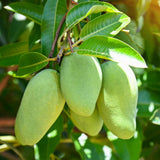 Green Sweet Mango Tree, Mango Plant Live Ready to Plant, 1.5-2 Feet Tall, Edible Tropical Fruit Tree, Garden or Containers Planting