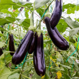 Eggplant Plant Live for Planting, 4 to 7 Inches Tall, Live Eggplant Plant for Planting, Purple Eggplants Plants, Vegetable Plant, 4 Inch Pot