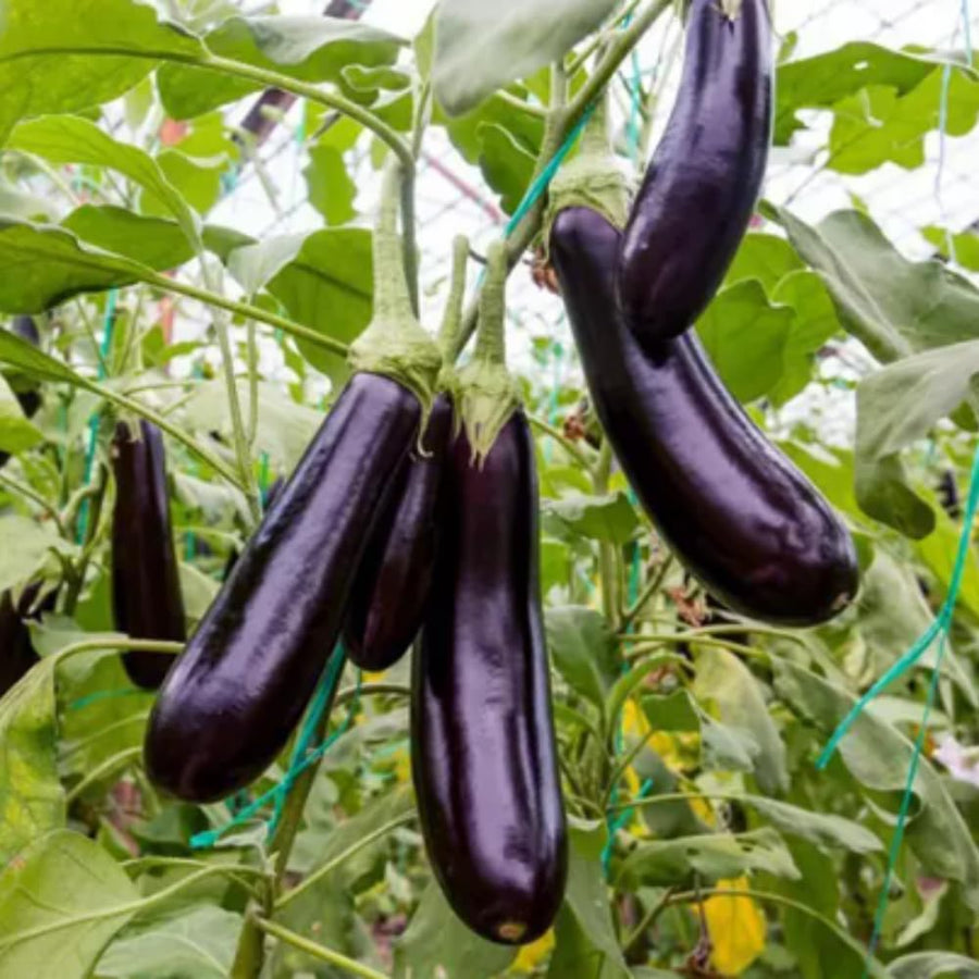 Eggplant Plant Live for Planting, 4 to 7 Inches Tall, Live Eggplant Plant for Planting, Purple Eggplants Plants, Vegetable Plant, 4 Inch Pot