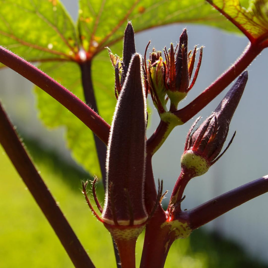 2 Live Red Okra Plants, 4 to 8 Inches Tall, Okra Starter Plants, Fast-Growing Vegetable Plants for Raised Beds and Gardens