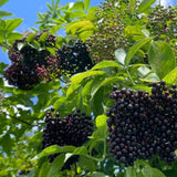 Large Elderberry Plant Live in 1 Gal Pot, 1.5-2.5 Feet Tall, Elderberry Fruit Tree for Outdoor Planting, Well-Rooted