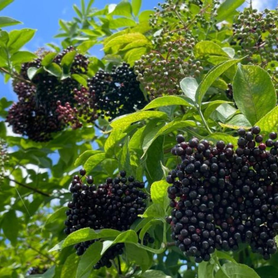 Large Elderberry Plant Live in 1 Gal Pot, 1.5-2.5 Feet Tall, Elderberry Fruit Tree for Outdoor Planting, Well-Rooted