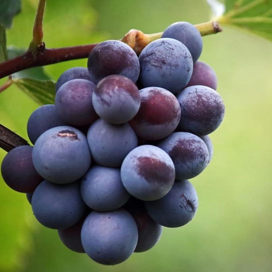 Deep Blue Seedless Grape Vines Trees Live Plants, Well-Rooted 1 to 2 Years Old, Grapes Plant Live for Outdoor Planting, Zones 3-9