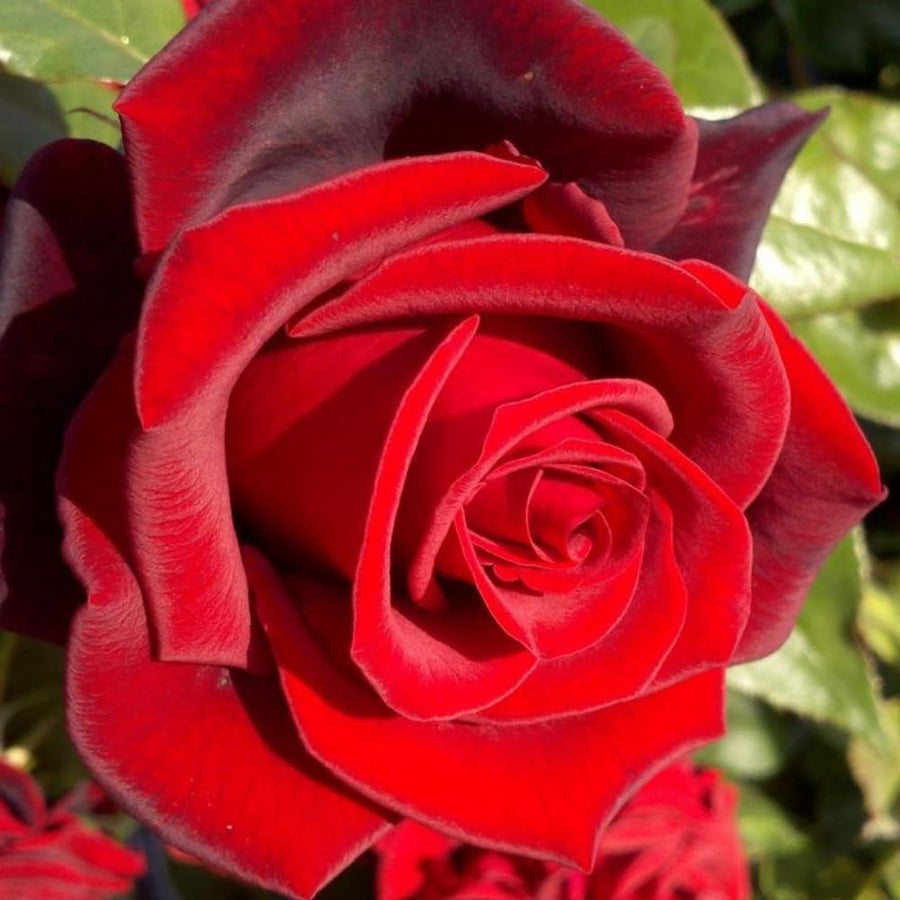 2 Rose Plants Live, Rose Bush Live Plants, Fragrant Rose Flowers, Well Rooted 5-10 Inch Tall, No Pot (Red Rose)