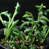 Live String of Dolphins Plant, Succulent Plant, 4 Inch Pot for Indoor or Outdoor Growing