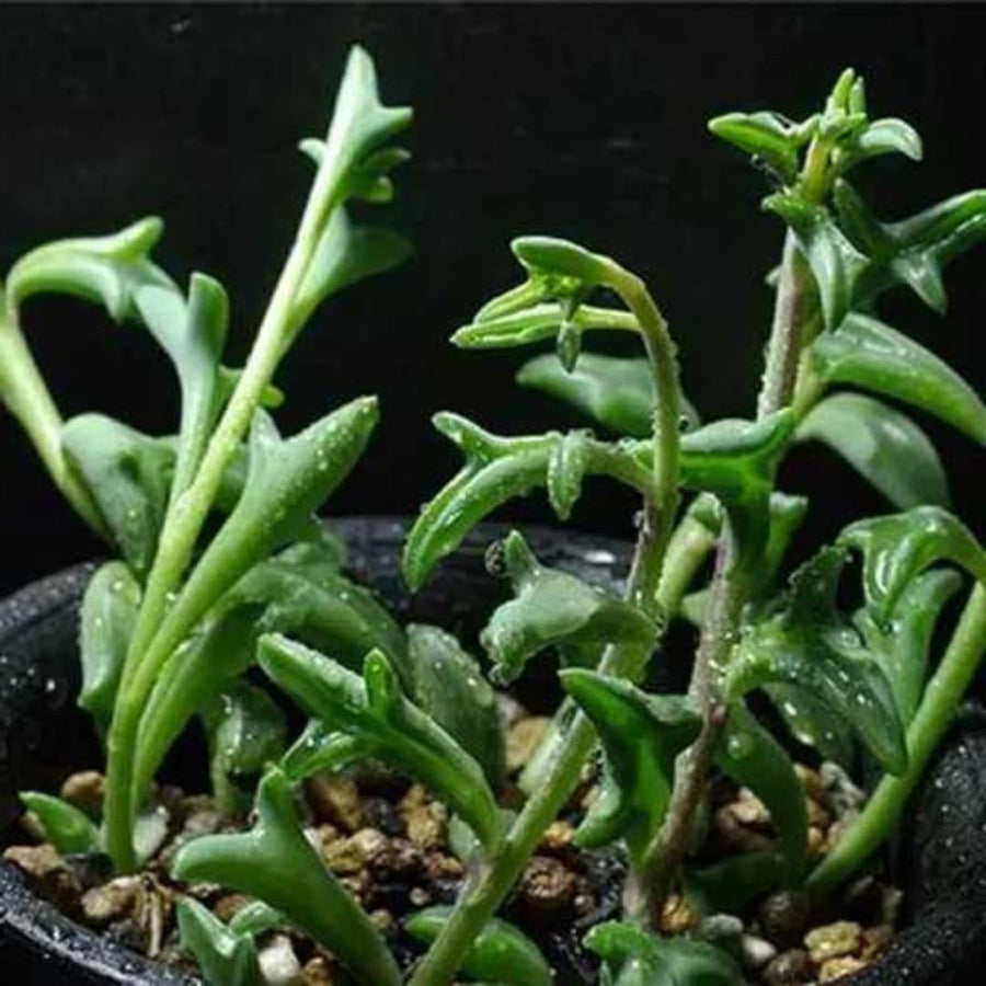 Live String of Dolphins Plant, Succulent Plant, 4 Inch Pot for Indoor or Outdoor Growing