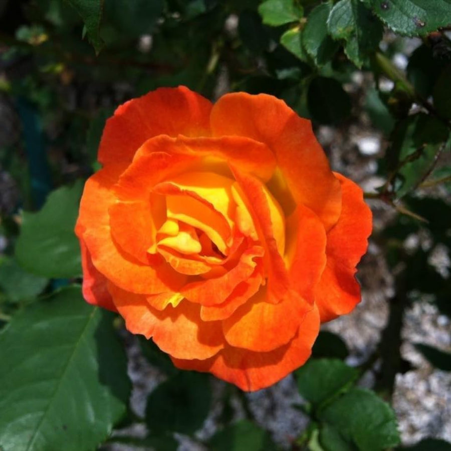 Orange Light Red Climbing Rose Live Plant, Fragrant Rose Bush Ready to Plants, Zone 5 to 9, Size 5 to 7 Inches and Bare Root