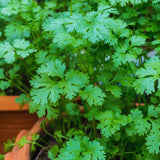 Parsley Plants Live for Planting Indoor Outdoor, Set 3 Plants, Live Parsley Plants for Garden, 4 to 6 Inches Tall