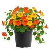 Live Nasturtium Plants in 4'' Pot, Hardy Nasturtium Vine Plant for Outdoor Planting, 4-6 Inc Tall, Edible Leaves, 2 Plants per Pot