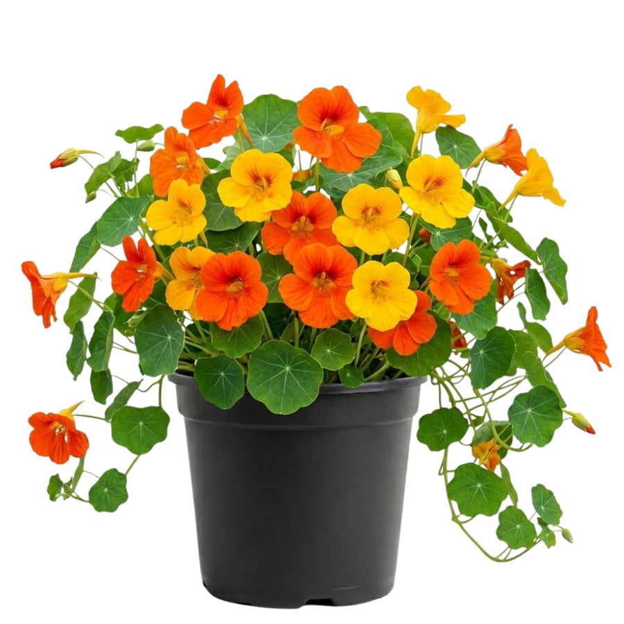 Live Nasturtium Plants in 4'' Pot, Hardy Nasturtium Vine Plant for Outdoor Planting, 4-6 Inc Tall, Edible Leaves, 2 Plants per Pot