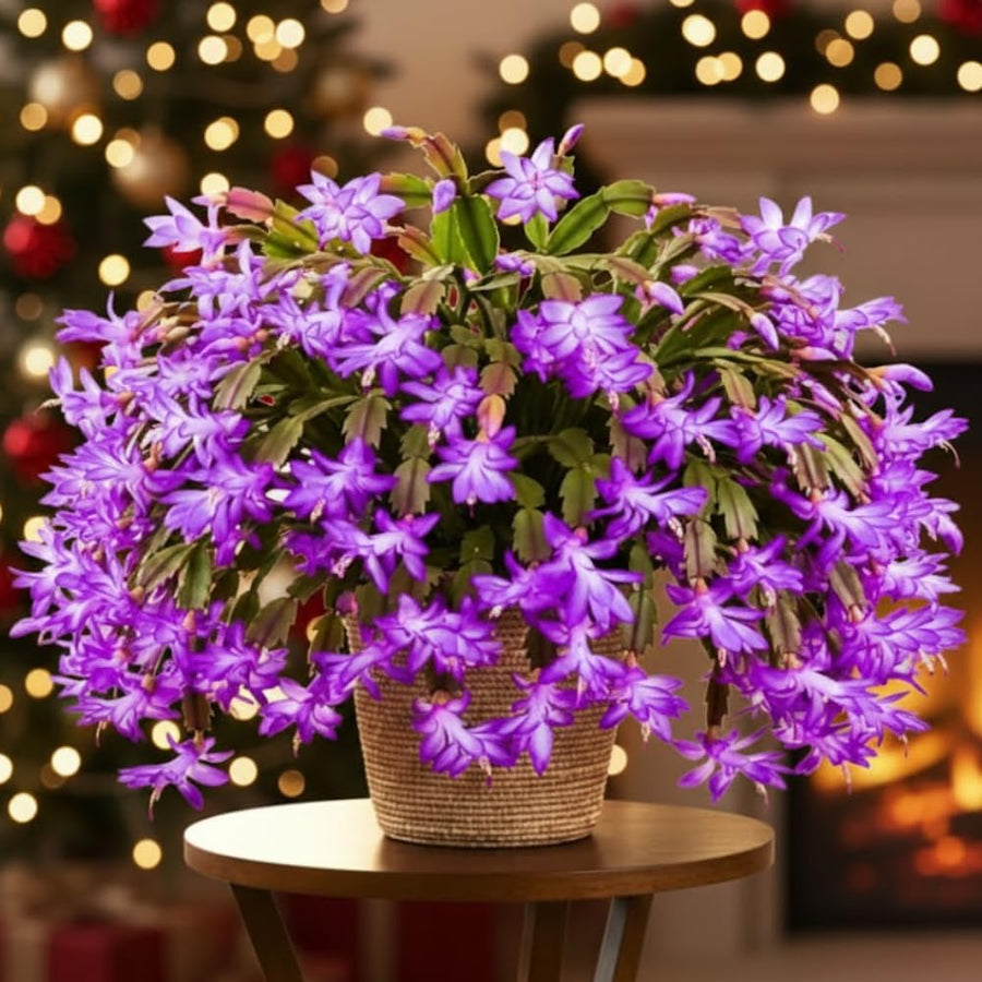 2 Christmas Cactus Plants Live, Holiday Blooming Indoor Plants Live Houseplants, Hanging Baskets Easy Care, Well-Rooted 5-8" Tall, No Pot, Bareroots, Single Stems (Purple Christmas Cactus)