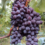 Grape Vine Plant Live for Planting Outdoors, Grape Plant Live Grape Tree to Grow 1-2 Years Old Well-Rooted, Black Grape Fruit Tree Live Plant (Blue Red Grape)