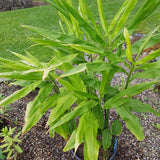 2 Zingiber Ginger Plants Live for Planting, Tropical Flowering Plant for Garden or Patio, Hardy Ginger Plant No Pot, 5-9" Height