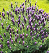 2 Live Lavender Plants, Purple Lavender Starter Plants in 3'' Pot, Fragrant Flowering Herb for Gardens, Planters and Indoor Pots (Spanish Lavenders)