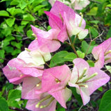 White Pink Bougainvillea Tree Live Plant, 1 Year Old Ready to Plant Outdoor, Very Hardy