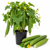 2PPP Luffa Plants Live Plants, Luffa Vegetable Plant 4-8" Tall in 4" Pot, Loofah Plant, Fast Growing Vine Plant, Edible Garden for Growing