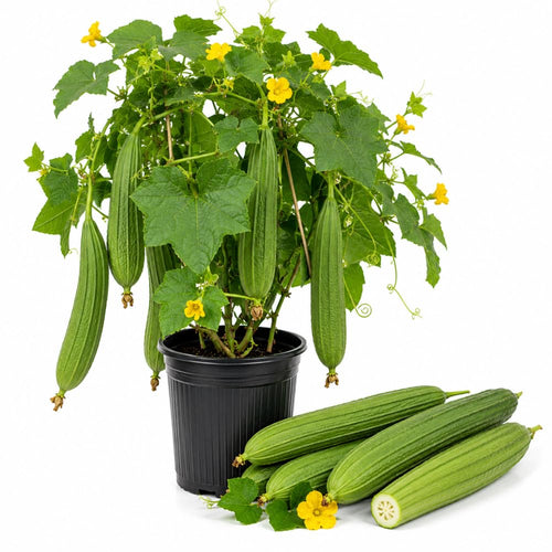 2PPP Luffa Plants Live Plants, Luffa Vegetable Plant 4-8" Tall in 4" Pot, Loofah Plant, Fast Growing Vine Plant, Edible Garden for Growing