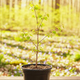 Eastern Redbud Tree Live Plant Bare Root, Red Bud Tree Plant for Gardening, 1-2 Years Old, 28 Inches Tall