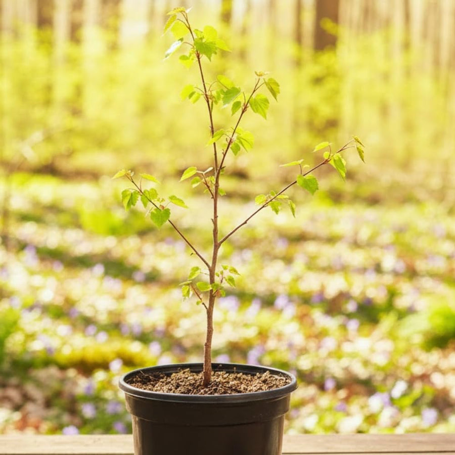 Eastern Redbud Tree Live Plant Bare Root, Red Bud Tree Plant for Gardening, 1-2 Years Old, 28 Inches Tall