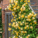 Sunrosa Bush Roses for Garden, Fragrant and Hardy Rose Plants for Outdoor Planting, No Pot, 5 to 9 Inc Tall Starter Plant Well-Rooted, Yellow Blooms