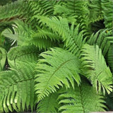 10 Ostrich Fern Rhizomes, Hardy Perennial Fern Plants for Garden, Fast-Growing Ferns Starter Roots