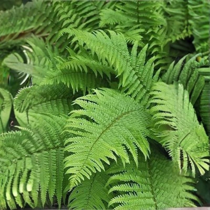 10 Ostrich Fern Rhizomes, Hardy Perennial Fern Plants for Garden, Fast-Growing Ferns Starter Roots