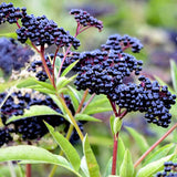 4 American Elderberry Tree Live Plant for Planting, Black Elderberry Bush Live Plants 6-12 Inc Height, Sambucus Canadensis Elderberry Plant Live, Sweet Elderberries Fruit Tree, Bareroots